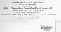 Phragmidium potentillae image